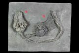 Pair Of D Platycrinites Crinoid Fossils - Crawfordsville, Indiana #94739-1